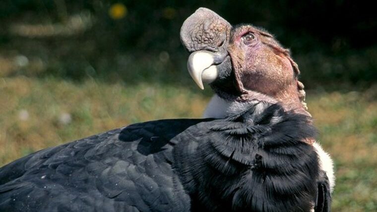 El Condor. Animales Exóticos y Nativos del Perú