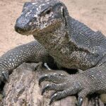 Éxito en la conservación del dragón de Komodo