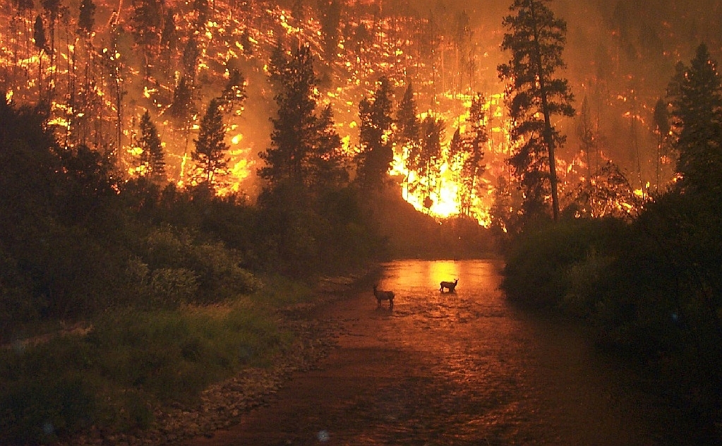 Incendio Forestal en la Amazonia Peruana 2024, San Martín.