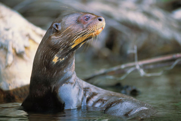 Animales Exóticos y Nativos del Perú: Un Tesoro de Biodiversidad