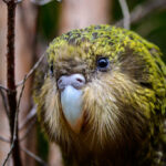 Lucha por la supervivencia del kakapo