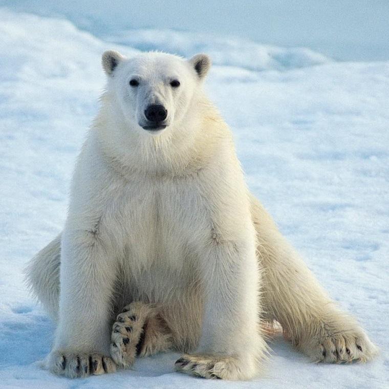 5 datos curiosos de animales exóticos Parte 2