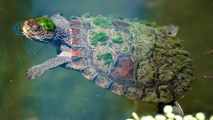 La Tortuga del Río. Animales Exóticos y Nativos del Perú