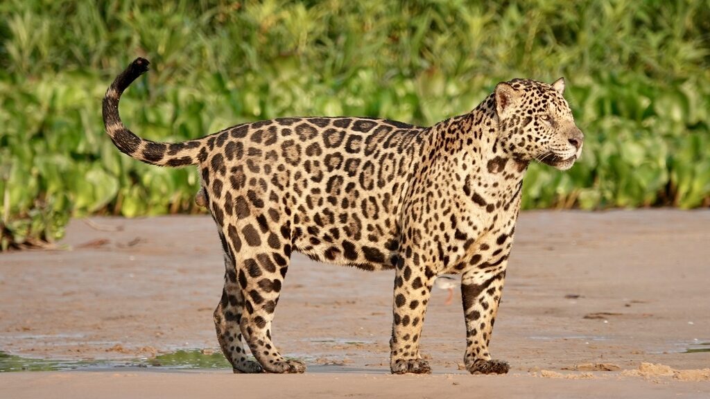 El Jaguar. Animales Exóticos y Nativos del Perú